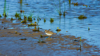 Smal shorebird little ringed plover or charadrius dubius close-up portrait at sea shoreline, selective focus shallow DOF