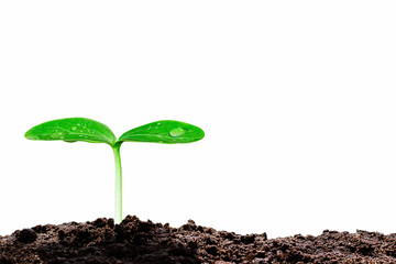 Growing green sprout with water drop on white background, environmental concept