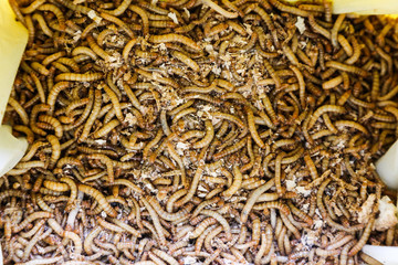 Mealworms creator of life