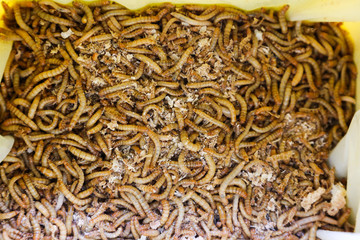 Mealworms creator of life