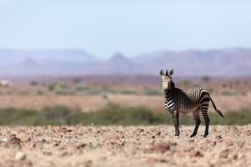 A zebra in the Palmwag concession, Namibia.