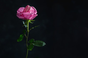 Pink macaron in the center of a rose. Merging culinary art and botany concept on a dark background with copy space