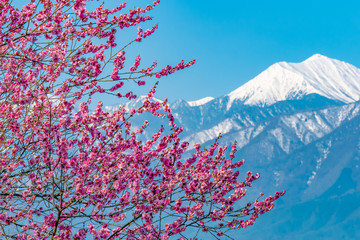 長野県 大王わさび農場 雪山と梅と青空