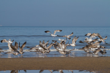 a group of seagulls is starting to fly