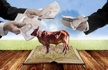 Businessman auction livestock with open book, Knowledge of livestock concept