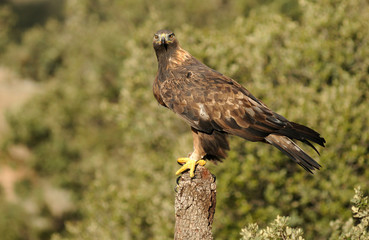 Aguila real adulta en el bosque de encinas