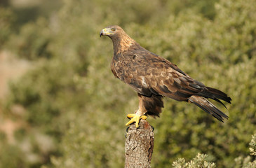 Aguila real adulta en el bosque de encinas