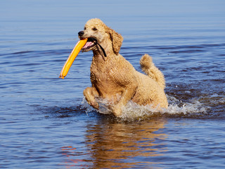 Standard poodle swimming on dog rescue service water training. Playing with an orange fetching toy in a lake  on a sunny summer day in Finland.