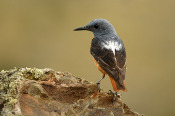 Roquero rojo en la sierra abulense