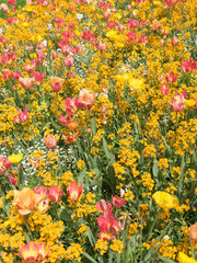 Insel Mainau im Frühling: buntes Blumenbeet mit Tulpen und Mohn - gelb, orange, rot