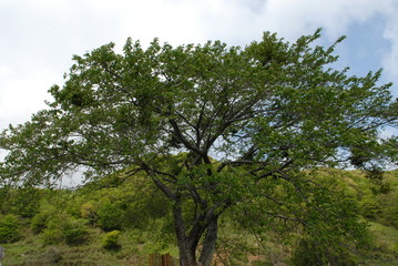 Fototapeta na wymiar japan 日本　自然　田舎　tree 
