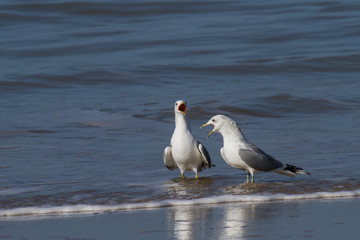 screaming seagulls in flat water on the beach