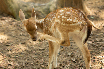 Naklejka na ściany i meble Little young deer walks in a park