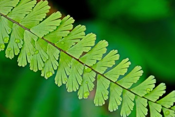 Close up Walking Maidenhair Fern, Tralling Maidenhair, Adiantum caudatum L. with water drop on leaf and blur green background.