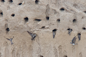 Sand Martins (Riparia riparia), at nest holes, near Side, Turkey.