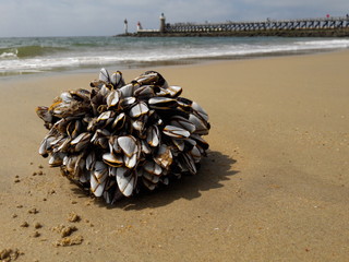 Anatifes de mer 