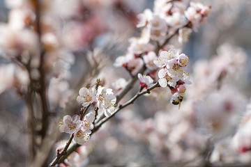 Flowers spring blossom trees branches white petals composition outdoors blurred background.