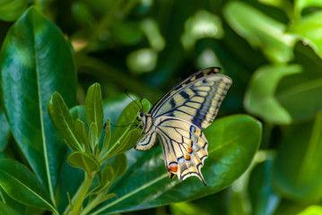 Farfalla in primavera