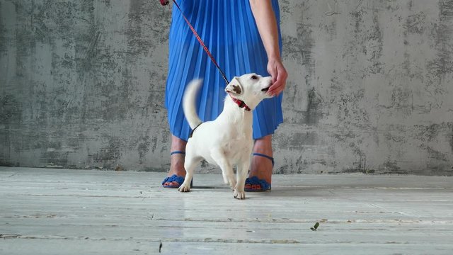 Puppy on the background of the woman's legs