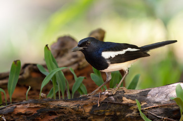 Fototapeta premium Charming bird in black and white color ,closeup..Oriental Magpie Robin male bird perching on log with natural blurred background,front view.