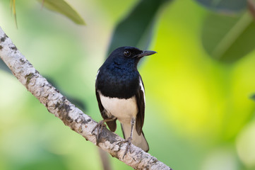 Fototapeta premium Charming bird in black and white color ,closeup..Oriental Magpie Robin male bird perching on frangipani branch with natural blurred background,front view.