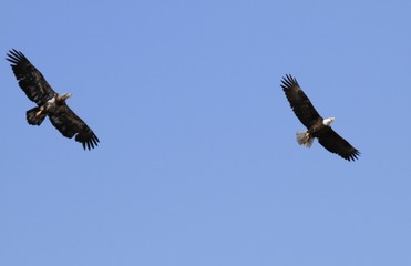 Bald Eagle