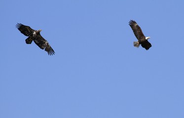 Bald Eagle