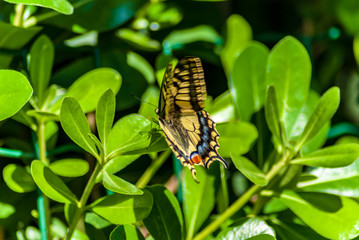Battito di ali della farfalla