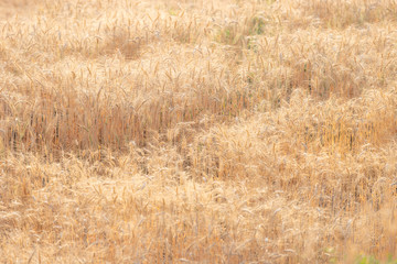 Beautiful landscape of Barley field at sunset time