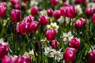 Tulipes