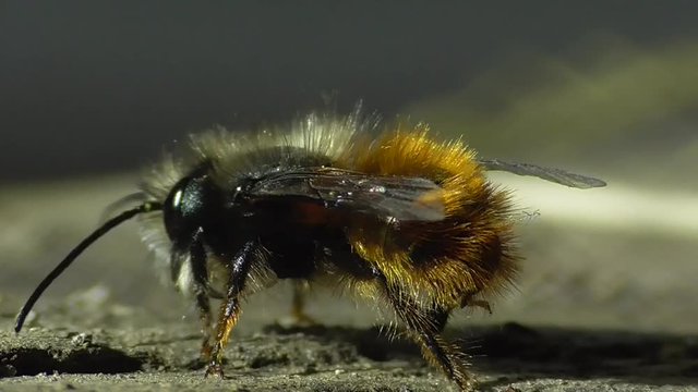 Geh&ouml;rnte Mauerbiene (Osmia cornuta)