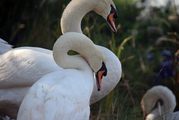 Obraz premium white swan