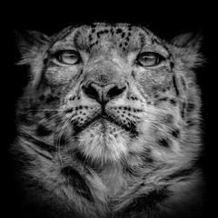 Monochrome Snow leopard（ユキヒョウ）