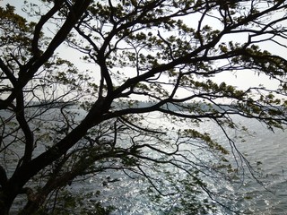 tree in winter