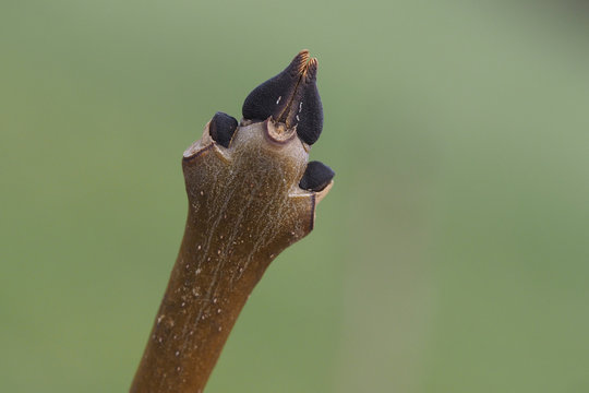 Aufbrechende Eschenknospe