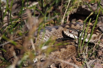 Kreuzotter, Vipera berus