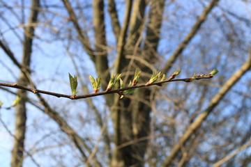 Frühlingsbote Closeup Knospen 