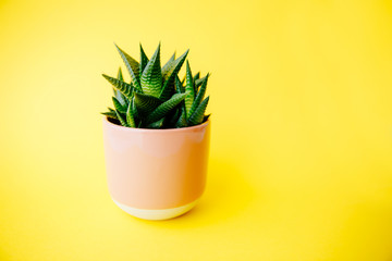 Succulent and cactus haworthia in a pink flower pot on a solid color background with copy space. Modern minimalist home decor.