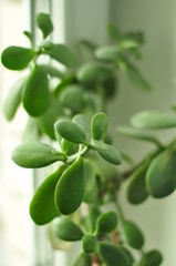 green  leaves