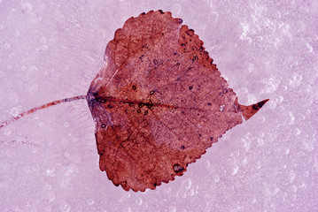 Dry red birch or aspen leaf frozen in ice surface close up detail, top view