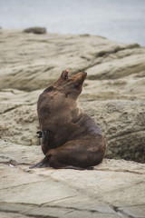 Seal enjoying scratch Kaikoura New Zealand