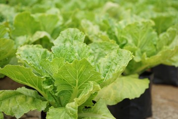Roman lettuce vegetable planting crop at harvesting stage