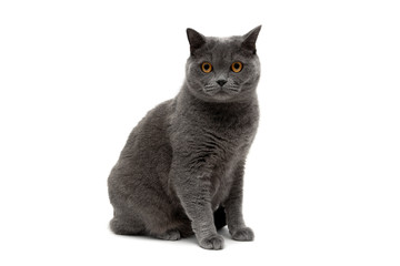 gray cat isolated on white background