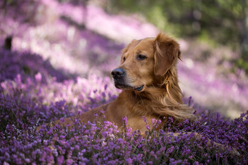 Golden Retriever Hund in der Erikablüte