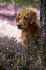 Golden Retriever Hund in der Erikablüte