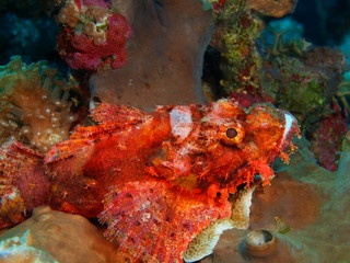 The amazing and mysterious underwater world of Indonesia, North Sulawesi, Bunaken Island, scorpionfish
