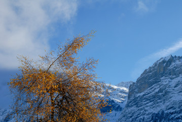 秋の朝のグリンデルワルト　黄葉とメッテンベルク、ヴェッターホルン（スイス・ベルン州・グリンデルワルト）　
