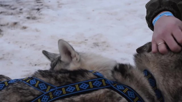 Male hand strokes huski dog close up
