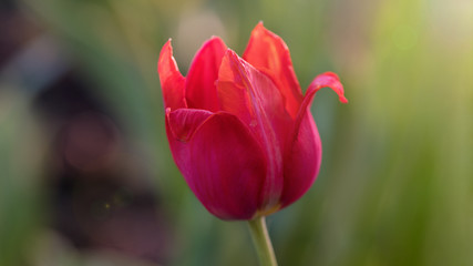 large red Tulip Bud in the garden on a Sunny day
