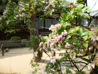 日本庭園の花